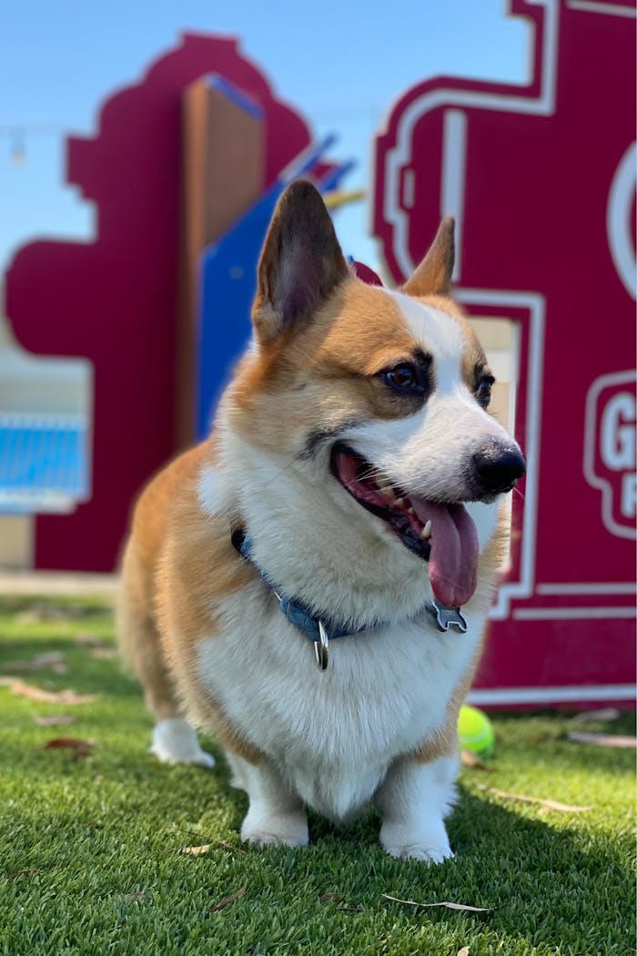 Cute Pembroke Welsh Corgi enjoying a sunny day on the grass with vibrant backdrop.