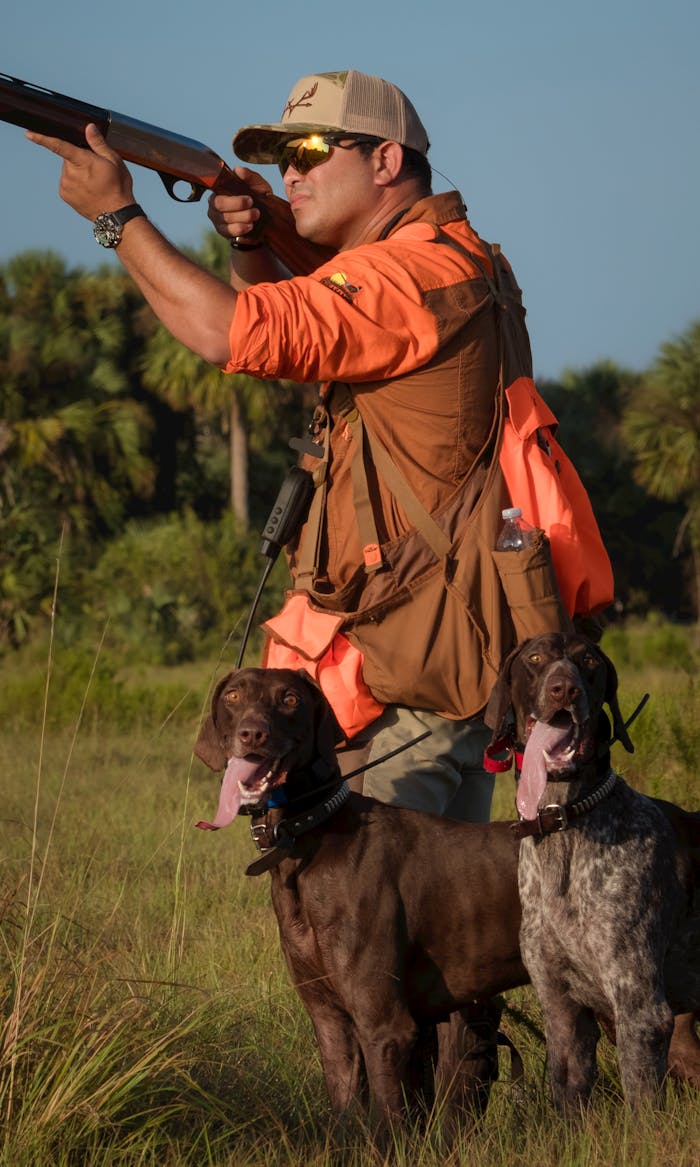 A hunter in an orange vest aims with two German Shorthaired Pointers in a grassy field.